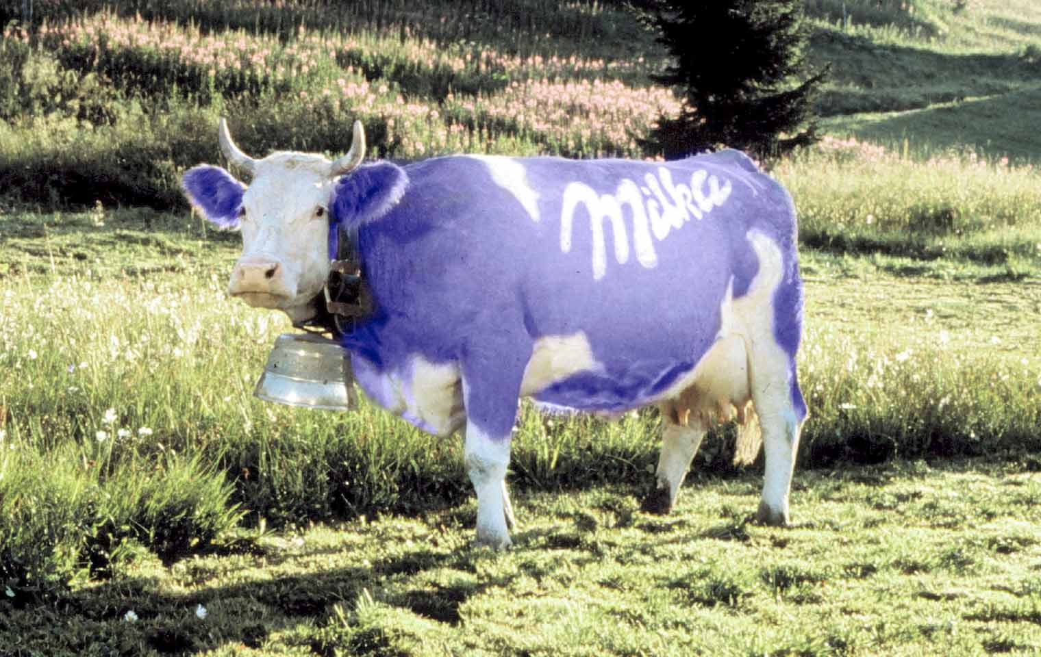 Корова породы Милка